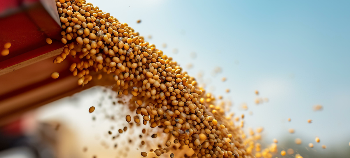 Yellow soybeans pouring out from a chute against a blue sky, with some beans blurred in motion, capturing a dynamic harvest scene often seen in agricultural applications that benefit from Standex Reed Hall sensors for efficient monitoring. by Standex Detect